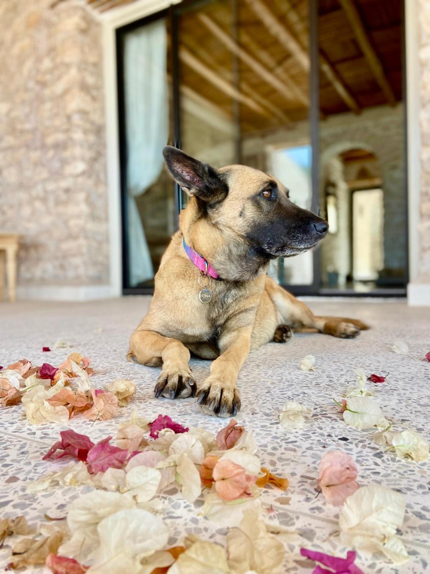 Kaouki Lodge Sidi Kaouki Kültér fotó